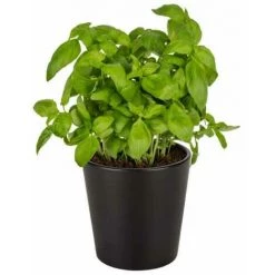 WENKO Pot à Herbes Noir, Récipient Black Outdoor Kitchen Pour Herbes Aromatiques, Céramique Haute Qualité, Boîte Décorative Pour Poser Les Herbes Sur La Table Ou à Côté Du Grill, ∅ 13 X 13 Cm, Noir 10 WENKO Pot à Herbes Noir, Récipient Black Outdoor Kitchen Pour Herbes Aromatiques, Céramique Haute Qualité, Boîte Décorative Pour Poser Les Herbes Sur La Table Ou à Côté Du Grill, ∅ 13 X 13 Cm, Noir -WENKO Soldes 55427640 4